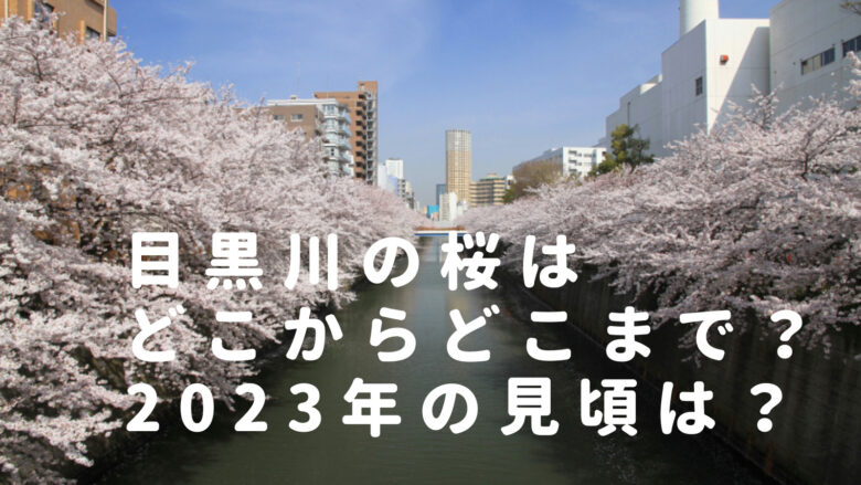 目黒川の桜はどこからどこまで？2023満開の見頃時期やおすすめ写真スポットも紹介